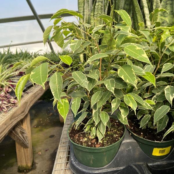 Variegated Ficus Benjamina Plants beautiful green leaves with white edge