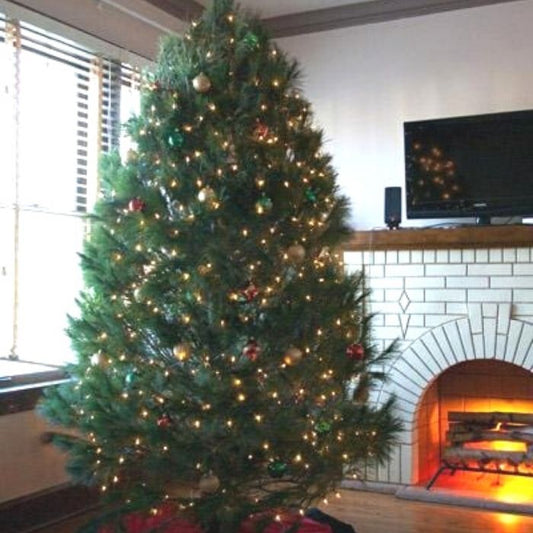 white pine chistmas trees look amazing when decorated in a home