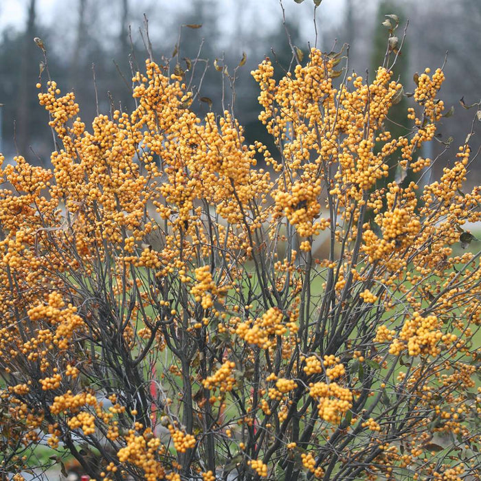 Winter Gold Winterberry Holly with golden yellow berries on bare winter stems in a landscape bed
