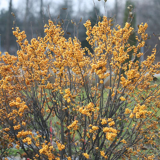 Winter Gold Winterberry Holly with golden yellow berries on bare winter stems in a landscape bed