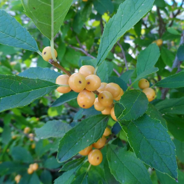 Winter Gold Winterberry Holly with orange-gold berries and dark green summer foliage