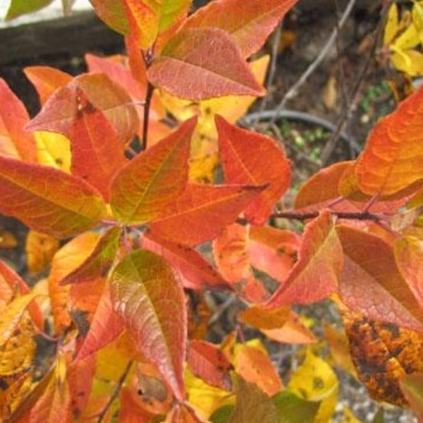 Winter Gold Winterberry Holly showing golden-red foliage in the fall near a mixed shrub border
