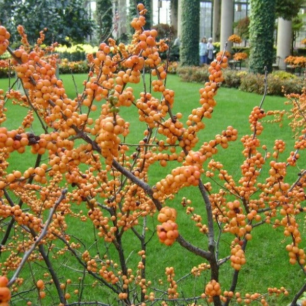 Close-up of Winter Gold Winterberry Holly golden berries clustered along bare stems