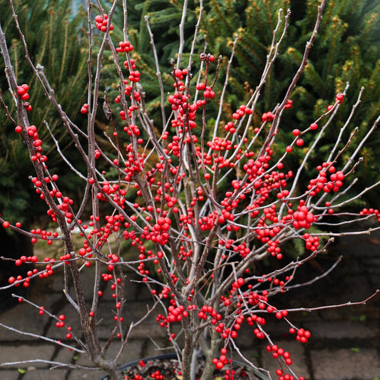 Winter Red winterberry holly in winter, bare branches packed with bright red berries, planted near evergreens for bold contrast.