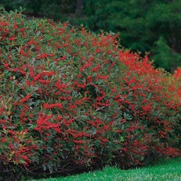 Winter Red winterberry holly habit in summer, dense green multi-stem shrub about 6–8 ft tall and wide, Beginning to set fruit.