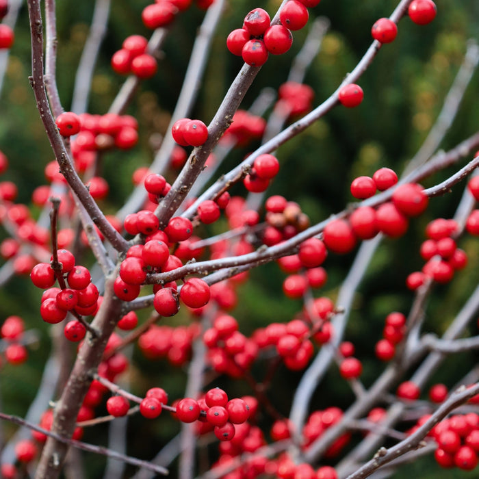 Close-up of winterberry holly berries in late fall.
