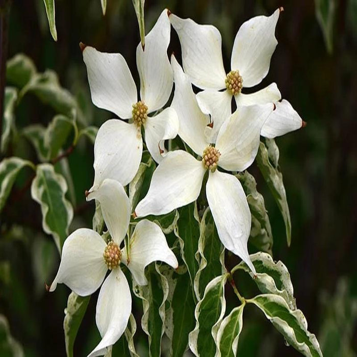 The bright white spring flowers of Wolf Eyes Dogwood